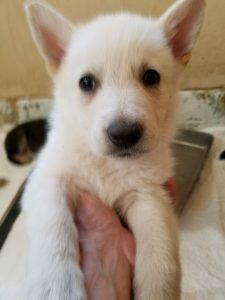 German Shepherd puppy for sale white male brown collar 6 weeks old