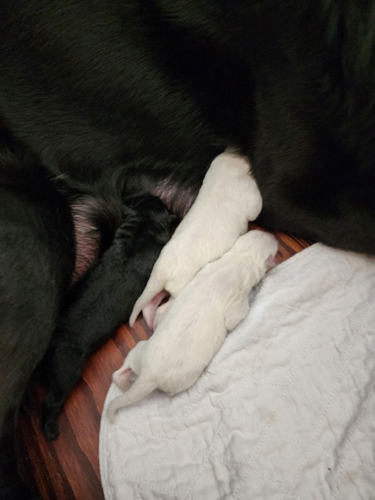 Snowcloud German Shepherd Puppies one day old