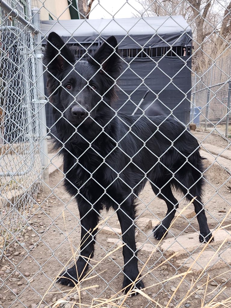 Satchmo- Male Snowcloud German Shepherd Stud