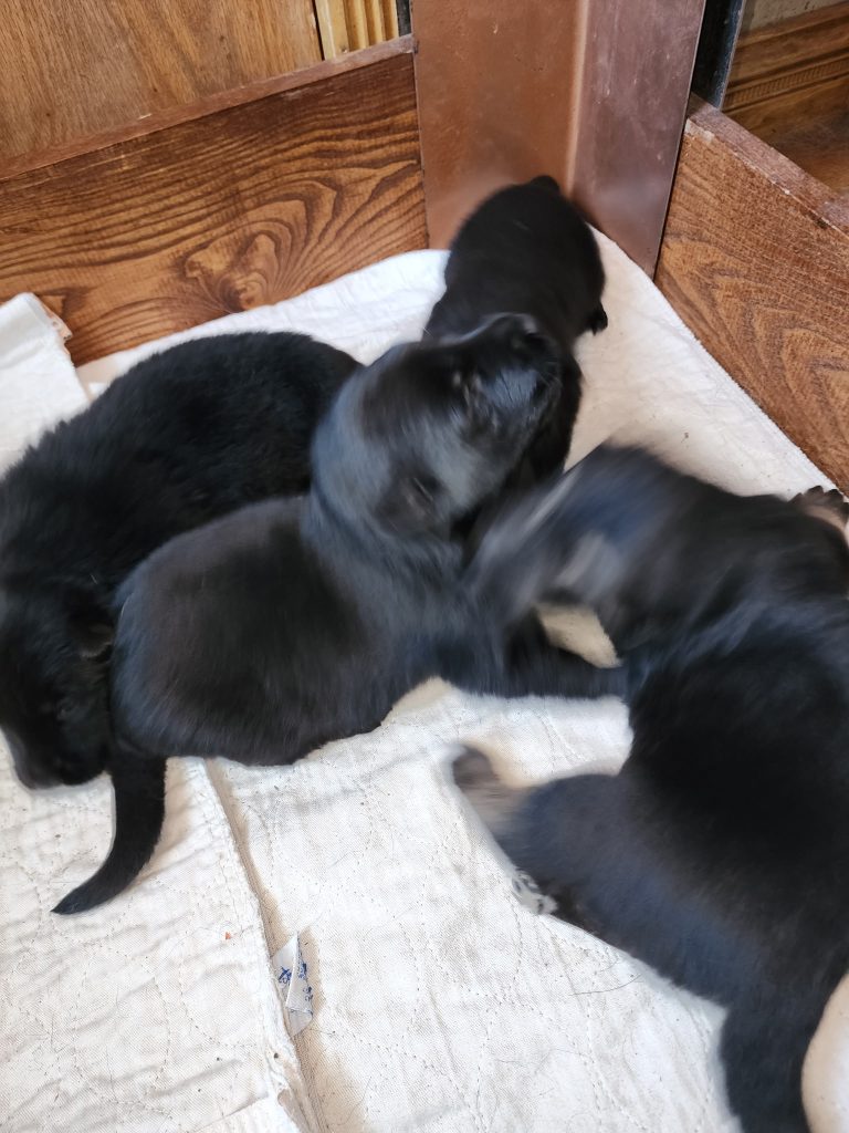 Snowcloud German Shepherd Puppies for Sale