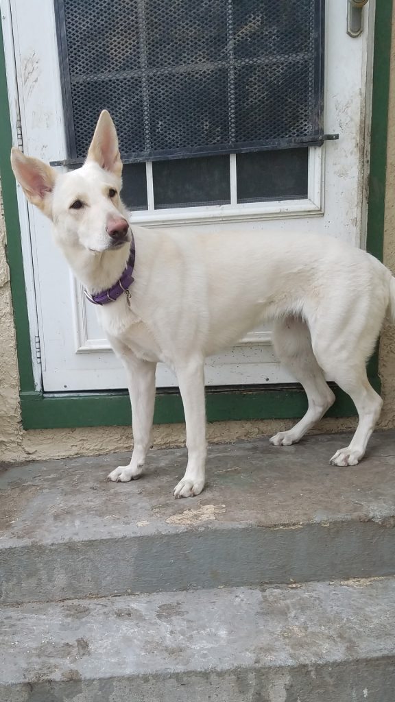 Sugar- Female Snowcloud German Shepherd Mother